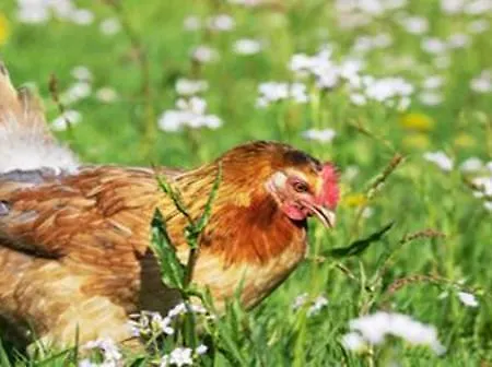 Dom wakacyjny Serck - Backhaus 1 *